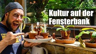 #101 Meine Nepenthes Sammlung und praktische Tipps zur Haltung am Fenster