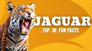 jaguars | 10 fun facts about jaguars #jaguar #facts