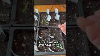 Even Germination Tips for Peppers & Eggplants