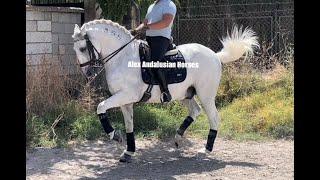 Lusitano GP Level / TOP schoolmaster