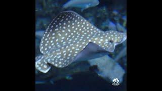 Spotted eagle ray