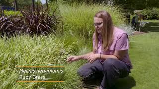 Some Great Ornamental Grasses on the Best of Oklahoma Gardening (#4726)