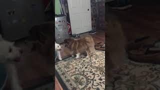 Dogs Playing