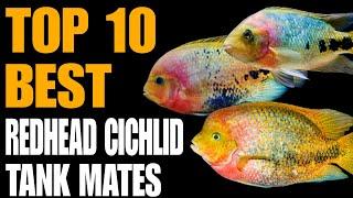 Top 10 Best Redhead Cichlid Tank mates | 10 Best Vieja Cichlid Tank Mates