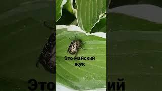 это зелёно-золотой майский жук.