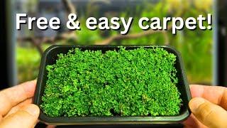 Free carpeting plants? How to propagate your aquarium carpet step by step!