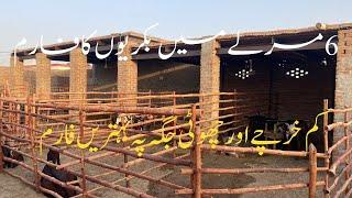 6 Marla Goat Shed || Structure of a Goat Farm | How to Start Goat Farming ||#goatfarming