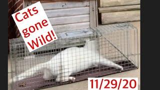 Cats going nuts in trap Trapping feral cats TNR Trap Neuter Return HIghlights