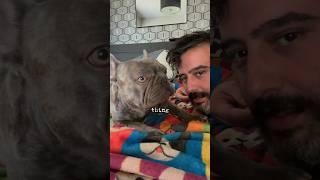 Meet George G the Frenchie  | A Love Story #dogdad #shorts