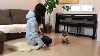 まて の練習 柴犬ゆき Shiba inu, Yuki