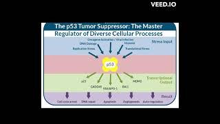 p53 gene