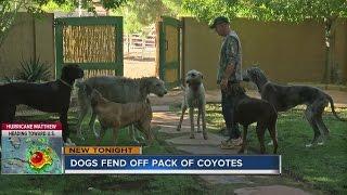 Man and dogs honored for fighting off coyotes