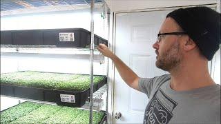 Cheap and Easy Microgreens Set up: You Won't Believe the Results!