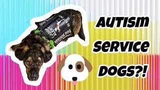 Unbelievable ways Autism Assistance Dogs assist me
