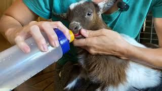 How To Bottle Feed Our Nigerian Dwarf Baby Goats-Tutorial