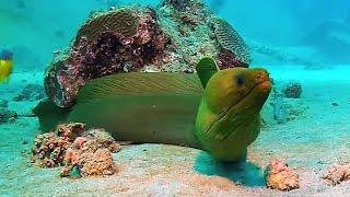 Scuba Diving Aruba (HD - 1080p)