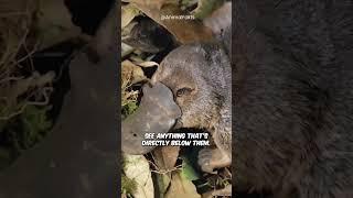 Platypus - The Cute Animal That Can Actually Kill You #shorts