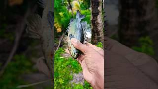 മുളക് വെച്ചു മീൻ പിടിച്ച കഥ  | #shorts #fishing #experiment #aadhilreactionzz #malayalam #m4tech