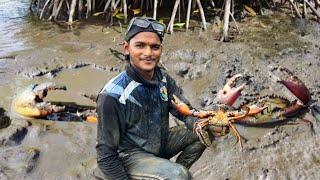 खणून काढल्या टप भर चिंबोऱ्या | Dangerous  Crab Hunting | कुरले आणि कुरल्या | Mangrove Mud Crab