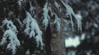 Tree Branches In Winter Stock Footage