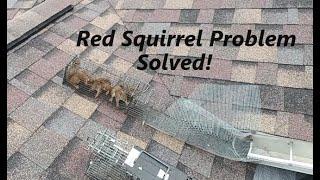 Red Squirrel Problem | Removal & Repair | Real Solutions