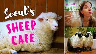 Sheep Cafe in Seoul, Korea: Visiting Thanks Nature Cafe (땡스네이쳐카페) in Hongdae (홍대)