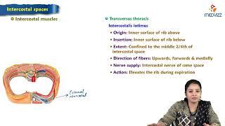 4. Intercostal spaces : Anatomy of Thorax : MBBS Lecture