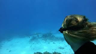 freediving with sharks