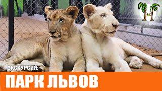 Львы на Пхукете | Экскурсия Парк львов | Lion Land Phuket