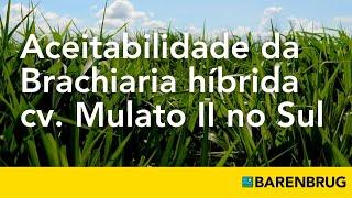 Brachiaria híbrida cv. Mulato II: cultivar com elevada qualidade