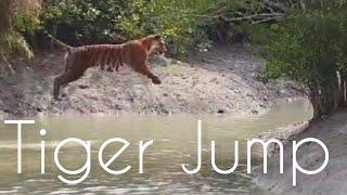 Tiger Crossing River By Jump #tiger #tigers #jungle #river #tigerjump #crossing #crossingfountain