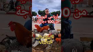 تربية الدجاج البلدية و خليط السلالة