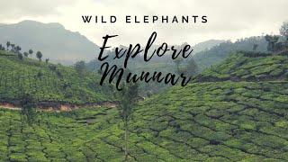 The Elephants of Munnar | God's Own Country | Incredible Kerala