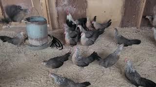 Silver Duckwing Phoenix Standard Chickens | Cackle Hatchery