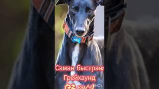 Самая-самая: собаки