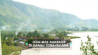 Ikan Mas Raksasa Di Danau Toba Itu Ada | ON THE SPOT (03/06/21)