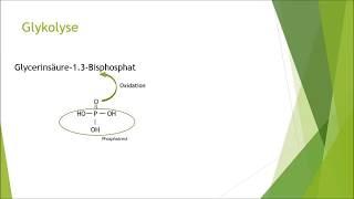 Glykolyse einfach erklärt | Biologie | Nachhilfe