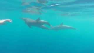 Snorkeling with Spinner Dolphins in Kona, Hawaii