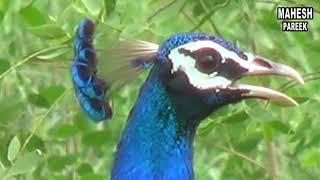 NATIONAL BIRDS PEACOCK Mahesh Kumar Pareek will see the beautiful dance of the national bird peacock once.