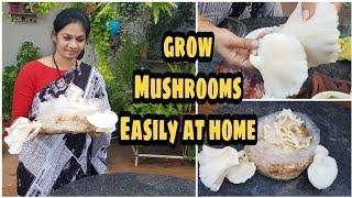 How to grow OYESTER MUSHROOMS?/ఆయిస్టర్ మష్రూమ్ పెంచటం అంత కష్టం ఏమీ కాదు. #OyesterMushrooms  #tips