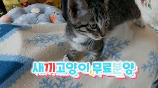 길고양이 무료분양!