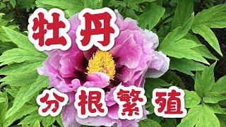 青石话牡丹芍药。牡丹的分根繁殖方法Dividing Tree Peonies