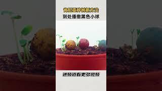 肯尼亚尝试种树新方法，到处播撒黑色小球，总数超百万颗#知识 #趣闻 #历史