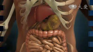 【發現】精華影片 - 20140118 - 人體奧秘系列 - 人體的消化工廠 - 腸