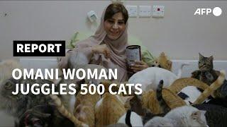 Mus-cats: Omani woman juggles 500 felines | AFP