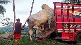 AKHIRnya WIRO️SAPI PO TERBESAR KEBUMEN 