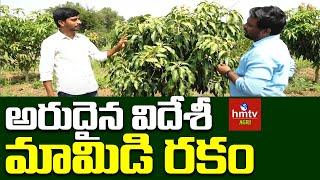 Rare Mango Tree: అరుదైన విదేశీ మామిడి రకం | hmtv Agri