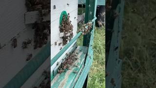 20.05.25 Акация