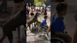 Doggo helps little boy get around !!