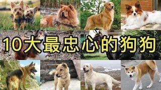 《J分享》10大最忠心的狗狗 Top 10 Most Loyal Dog